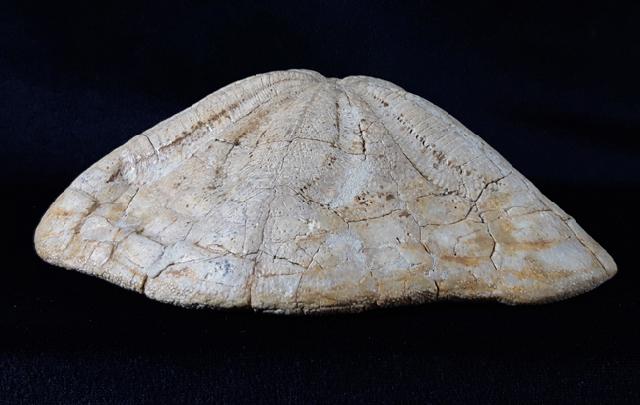 Clypeaster sp. LAMARCK 1801 - Bild © FossNet FossilienStore